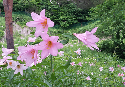 西会津町の写真